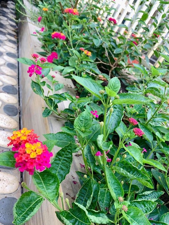 Khu vườn ngập tràn hoa và rau sạch của diễn viên Thân Thúy Hà-28