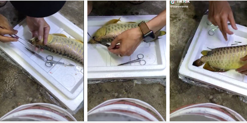 Chàng trai đem con cá mấy chục triệu ra nghịch, cắt mắt rồi cắt vây khiến dân mạng bất bình nhưng sự thật bất ngờ phía sau khiến ai nấy đều ngã ngửa-1
