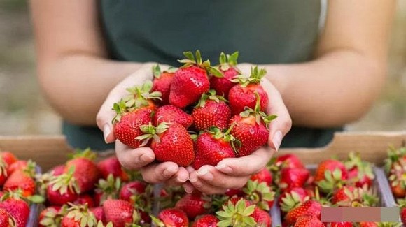 4 loại trái cây giảm béo phù hợp nhất để ăn ngay bây giờ, vừa giải độc tố vừa tẩy tế bào da chết-2