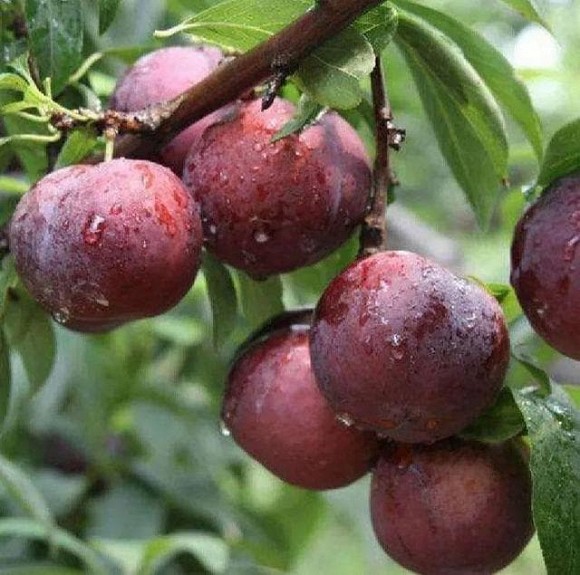 4 loại trái cây giảm béo phù hợp nhất để ăn ngay bây giờ, vừa giải độc tố vừa tẩy tế bào da chết-3