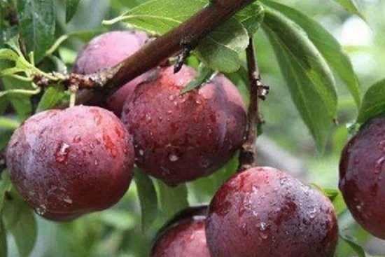 4 loại trái cây giảm béo phù hợp nhất để ăn ngay bây giờ, vừa giải độc tố vừa tẩy tế bào da chết