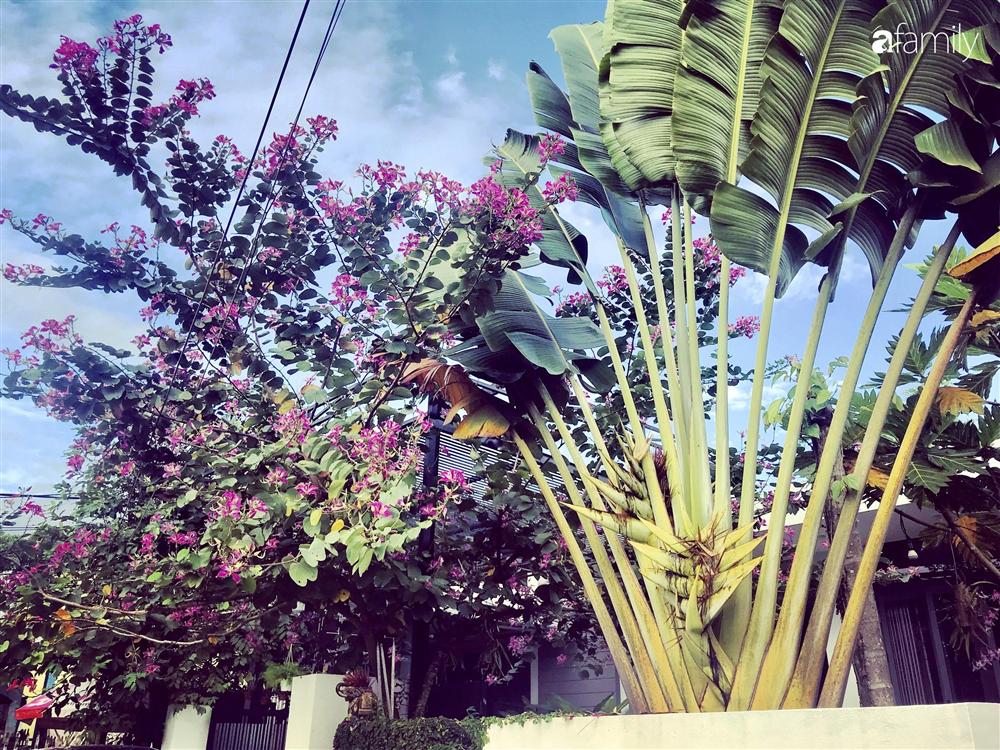 Chàng sinh viên kiến trúc tự thiết kế sân vườn rộng 200m² với cây xanh và ao cá cho gia đình 4 thế hệ ở ngoại ô Đà Nẵng-3