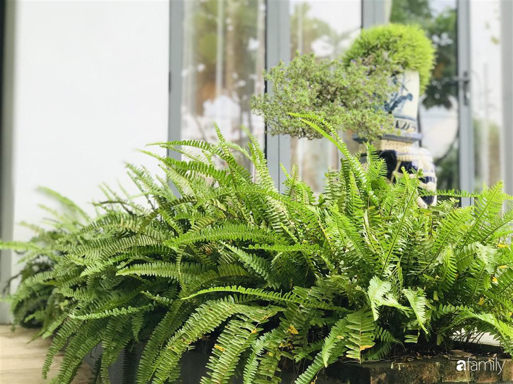 Chàng sinh viên kiến trúc tự thiết kế sân vườn rộng 200m² với cây xanh và ao cá cho gia đình 4 thế hệ ở ngoại ô Đà Nẵng-5