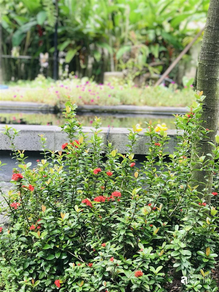Chàng sinh viên kiến trúc tự thiết kế sân vườn rộng 200m² với cây xanh và ao cá cho gia đình 4 thế hệ ở ngoại ô Đà Nẵng-9