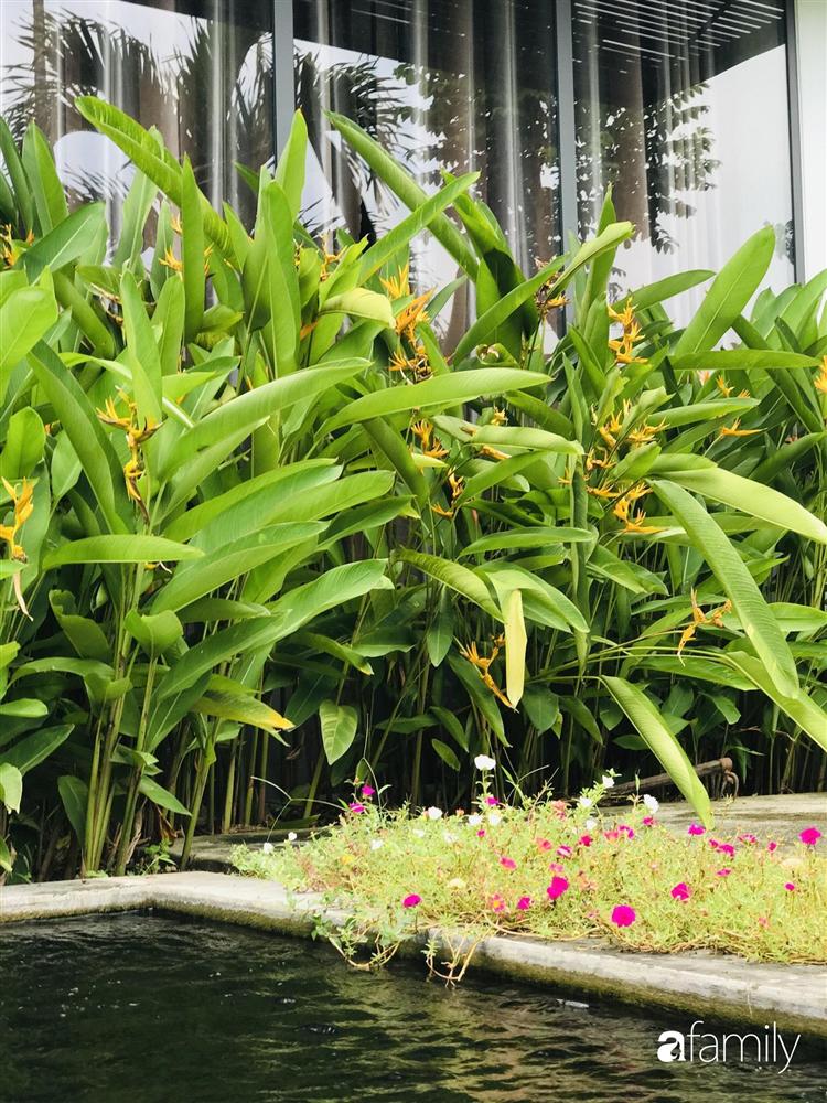 Chàng sinh viên kiến trúc tự thiết kế sân vườn rộng 200m² với cây xanh và ao cá cho gia đình 4 thế hệ ở ngoại ô Đà Nẵng-14