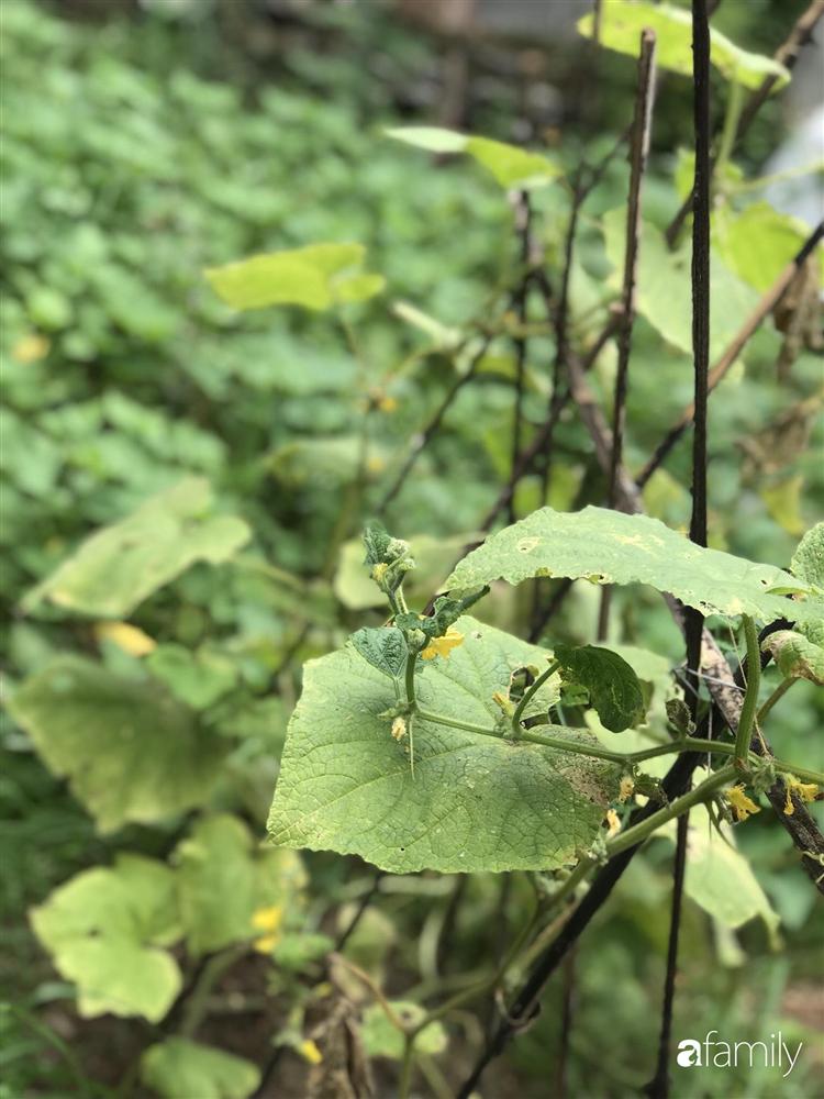 Chàng sinh viên kiến trúc tự thiết kế sân vườn rộng 200m² với cây xanh và ao cá cho gia đình 4 thế hệ ở ngoại ô Đà Nẵng-27