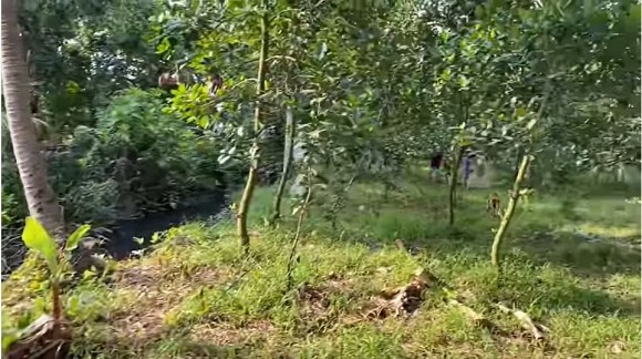 Khám phá nông trại rộng 50.000m2 của gia đình Vân Trang-8