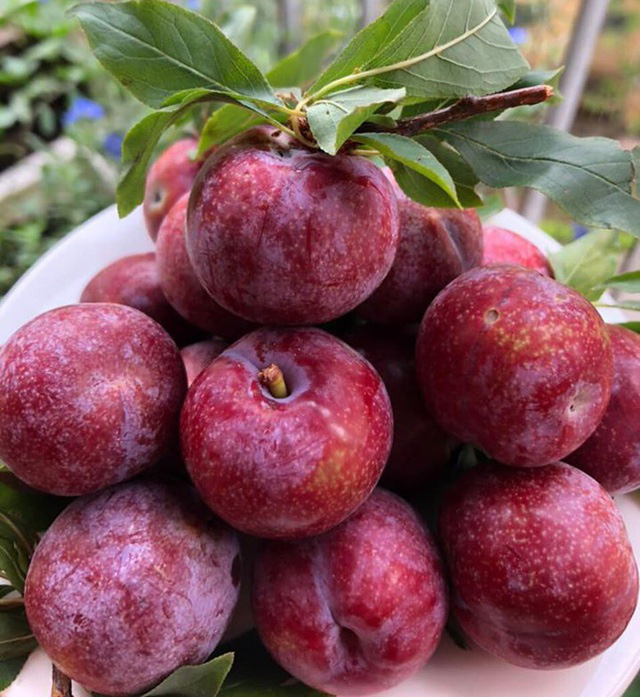 Loại mận đồi đang cháy hàng trên mạng là loại mận gì mà chị em thèm không thể cưỡng?-1