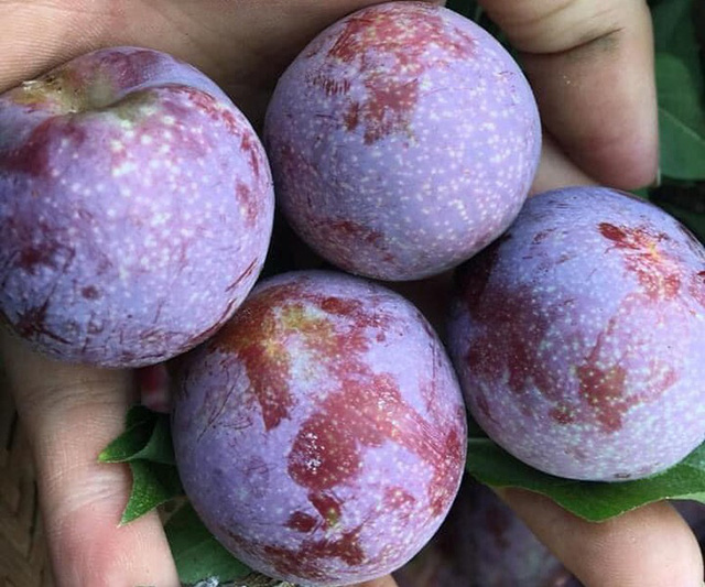 Loại mận đồi đang cháy hàng trên mạng là loại mận gì mà chị em thèm không thể cưỡng?-3