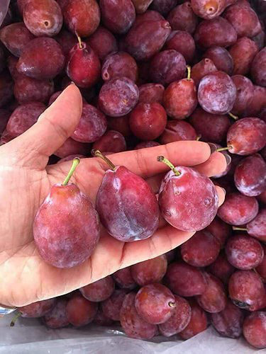 Loại mận đồi đang cháy hàng trên mạng là loại mận gì mà chị em thèm không thể cưỡng?-5