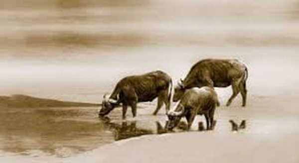 Sau rằm tháng 4 âm lịch, 3 con giáp này sẽ mã đáo thành công, may mắn ngập trời, kiếm tiền cực đỉnh, giàu sang vô đối-2