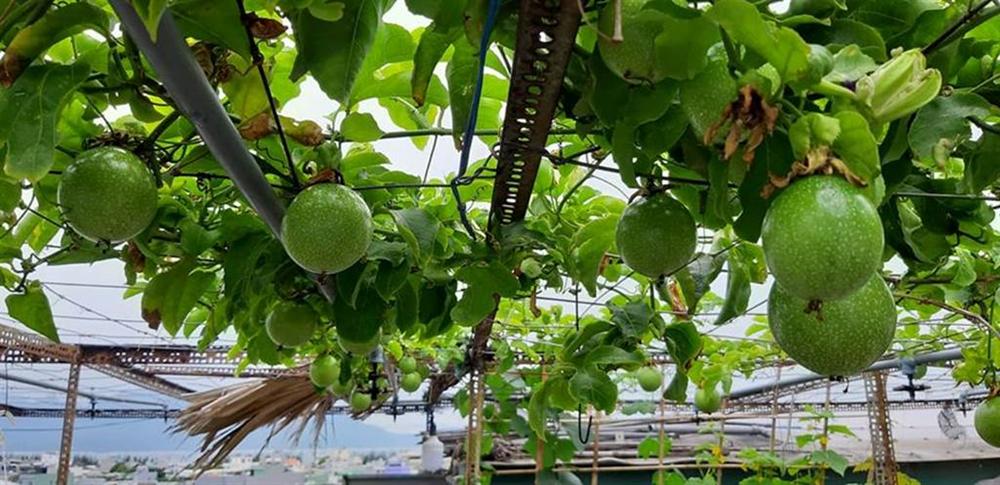Nông trại trên sân thượng trồng đủ loại rau xanh, quả ngọt của nữ giáo viên Đà Nẵng-1