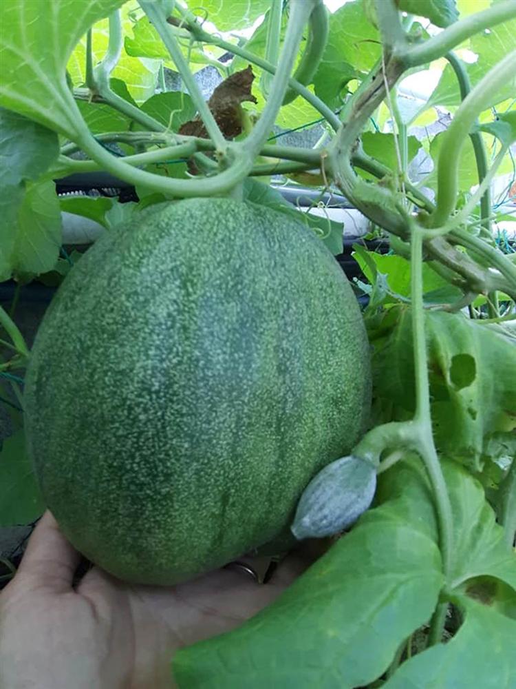 Nông trại trên sân thượng trồng đủ loại rau xanh, quả ngọt của nữ giáo viên Đà Nẵng-2