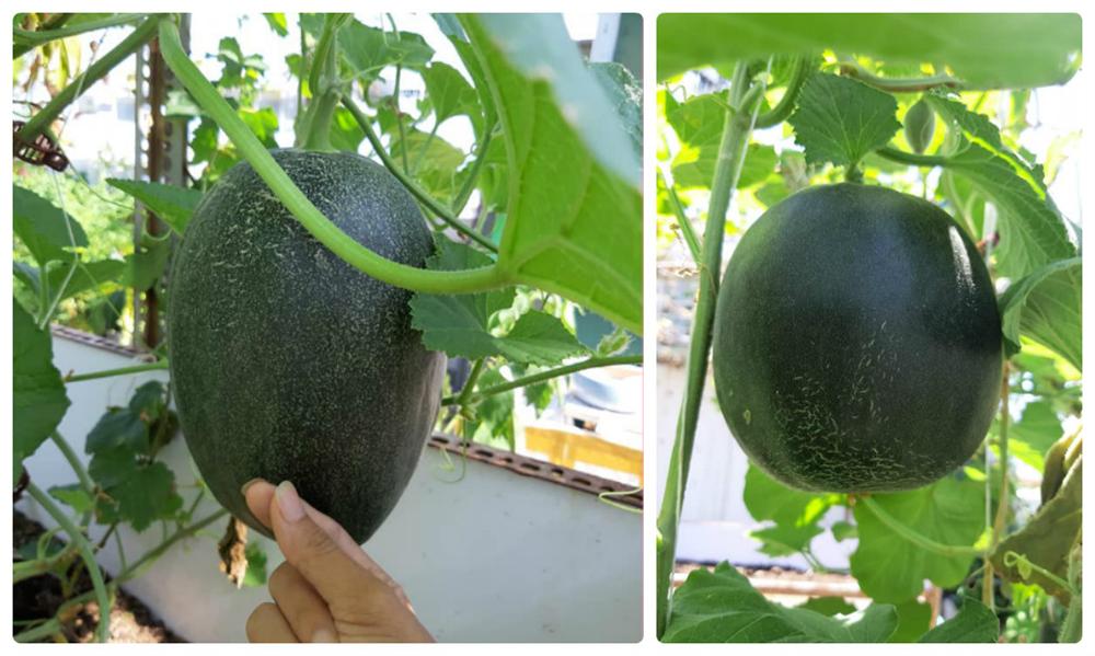 Nông trại trên sân thượng trồng đủ loại rau xanh, quả ngọt của nữ giáo viên Đà Nẵng-3