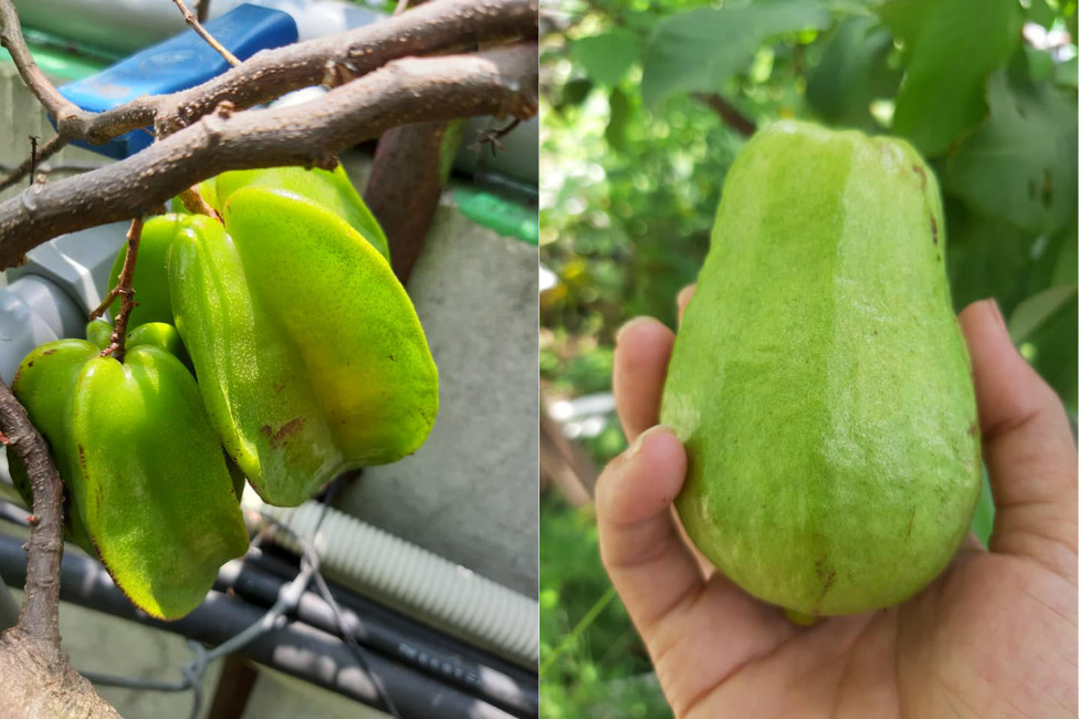 Nông trại trên sân thượng trồng đủ loại rau xanh, quả ngọt của nữ giáo viên Đà Nẵng-6