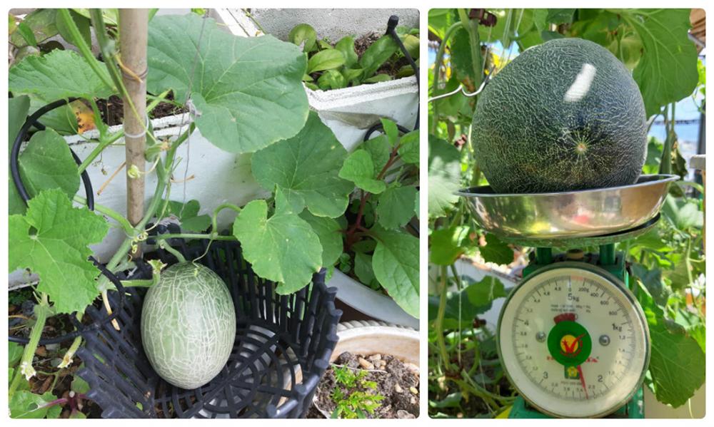 Nông trại trên sân thượng trồng đủ loại rau xanh, quả ngọt của nữ giáo viên Đà Nẵng-7