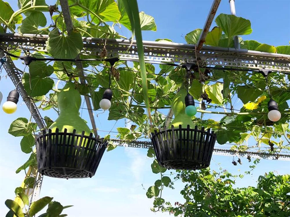 Nông trại trên sân thượng trồng đủ loại rau xanh, quả ngọt của nữ giáo viên Đà Nẵng-9