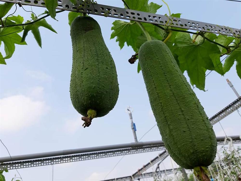 Nông trại trên sân thượng trồng đủ loại rau xanh, quả ngọt của nữ giáo viên Đà Nẵng-10