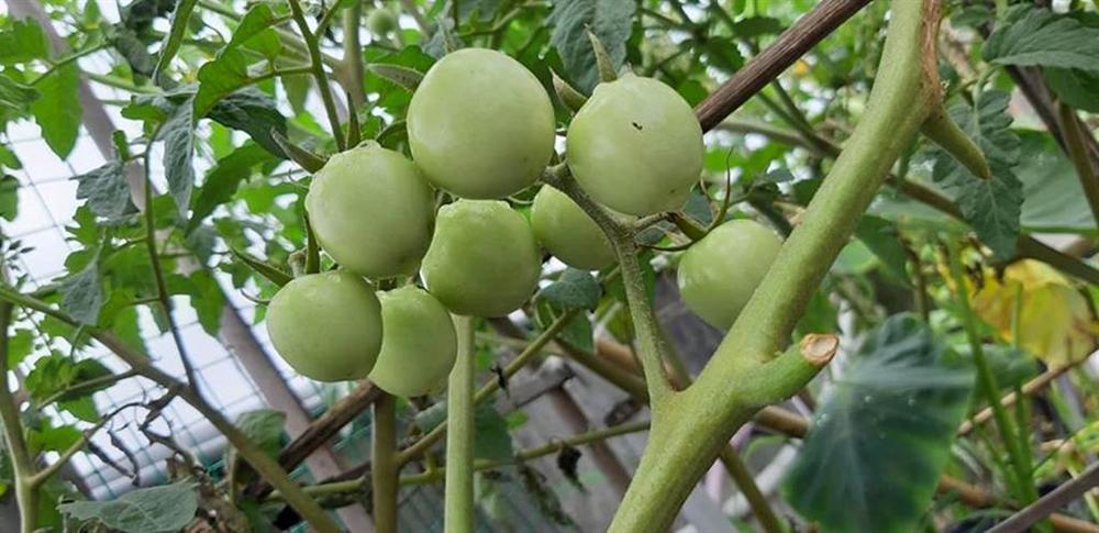 Nông trại trên sân thượng trồng đủ loại rau xanh, quả ngọt của nữ giáo viên Đà Nẵng-11