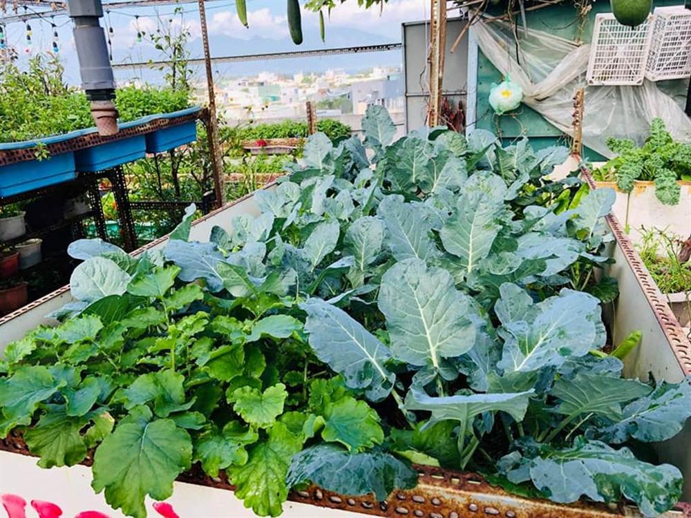 Nông trại trên sân thượng trồng đủ loại rau xanh, quả ngọt của nữ giáo viên Đà Nẵng-12