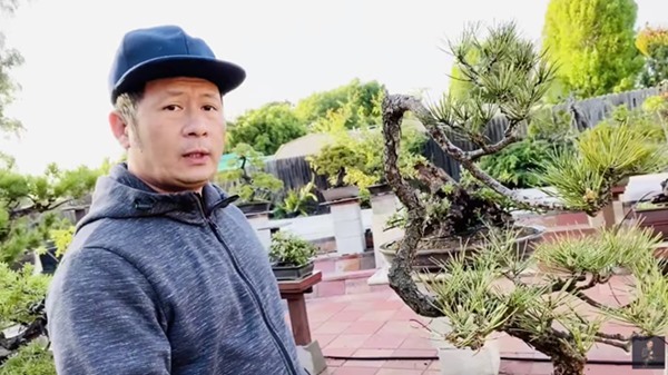 Bằng Kiều cắt tỉa và tạo dáng vườn cây cảnh bonsai đồ sộ ở Mỹ-1