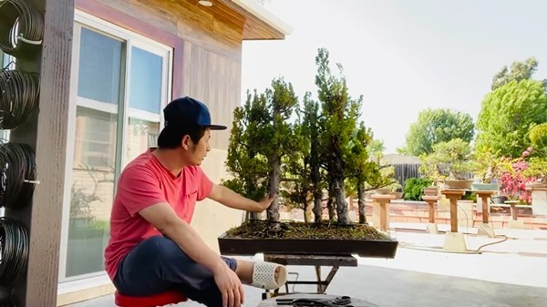 Bằng Kiều cắt tỉa và tạo dáng vườn cây cảnh bonsai đồ sộ ở Mỹ-4