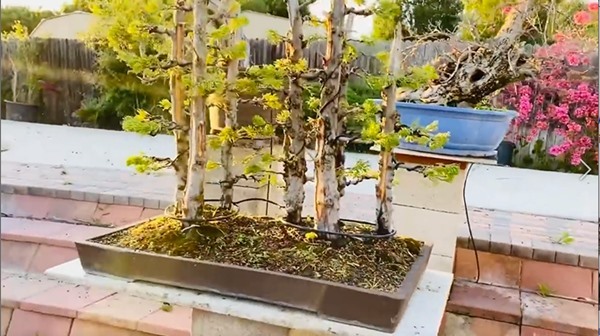 Bằng Kiều cắt tỉa và tạo dáng vườn cây cảnh bonsai đồ sộ ở Mỹ-5