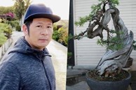 Bằng Kiều cắt tỉa và tạo dáng vườn cây cảnh bonsai đồ sộ ở Mỹ
