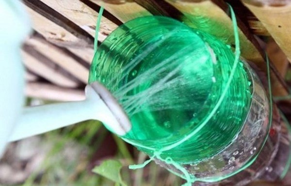 Nhặt lại chai nhựa làm chỗ trồng rau, vài tuần sau lớn nhanh như thổi ai cũng ngạc nhiên-5