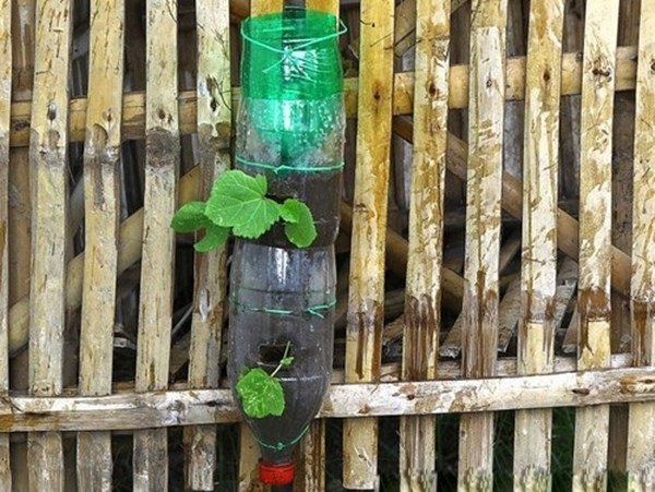 Nhặt lại chai nhựa làm chỗ trồng rau, vài tuần sau lớn nhanh như thổi ai cũng ngạc nhiên-6