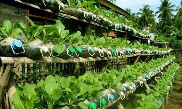 Nhặt lại chai nhựa làm chỗ trồng rau, vài tuần sau lớn nhanh như thổi ai cũng ngạc nhiên-7