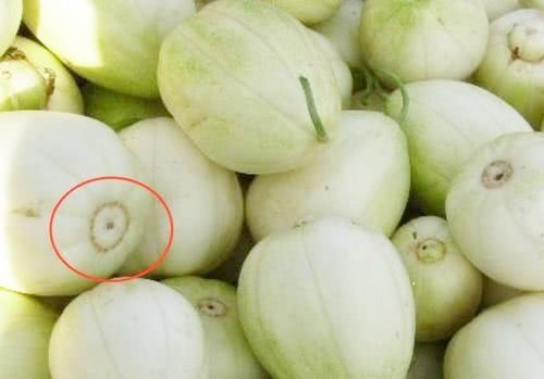 Khi mua dưa lê, nhìn vào rốn quả, thấy điều này chị em mua ngay kẻo hết-2