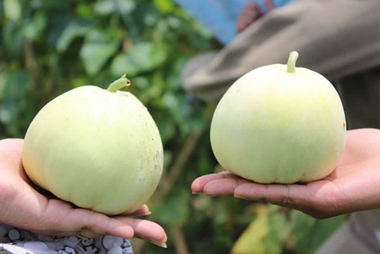 Khi mua dưa lê, nhìn vào rốn quả, thấy điều này chị em mua ngay kẻo hết