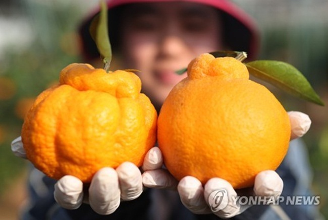 Chum vàng trĩu cành, đặc sản lừng lẫy cả nước, gần 1 triệu/kg-3
