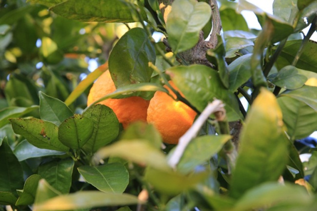 Chum vàng trĩu cành, đặc sản lừng lẫy cả nước, gần 1 triệu/kg-6