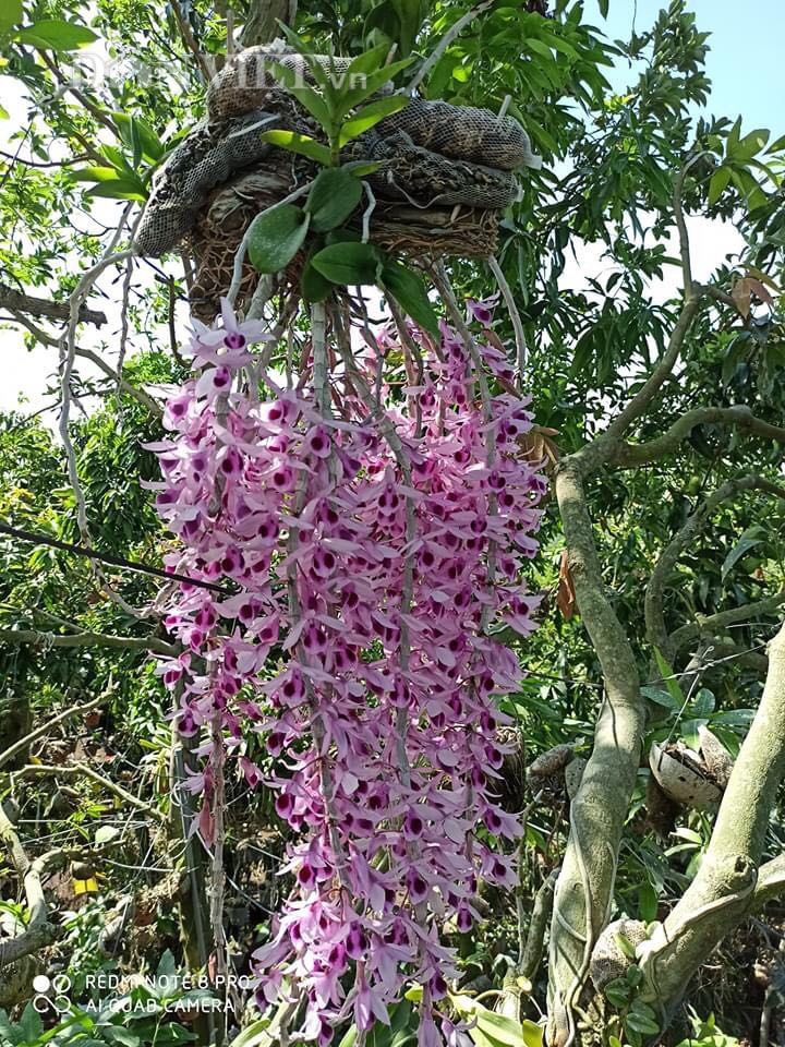 Trai Đắk Nông khoe giò lan rừng phi điệp tím khủng, dân mạng sốt rần rần-2