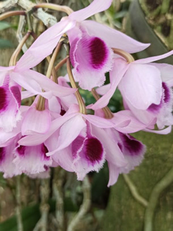 Trai Đắk Nông khoe giò lan rừng phi điệp tím khủng, dân mạng sốt rần rần-6