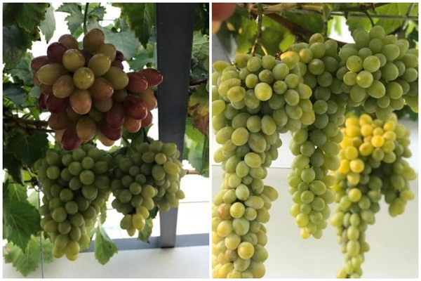 Tròn mắt với những chùm nho sai trĩu được trồng trên sân thượng 11m2-1