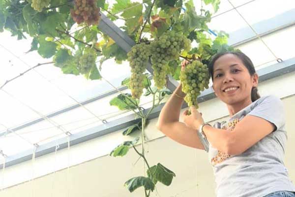 Nho Trung Quốc phủ sóng chợ mạng giá rẻ giật mình, chị em tấp nập mua về phơi khô nguyên cành-5