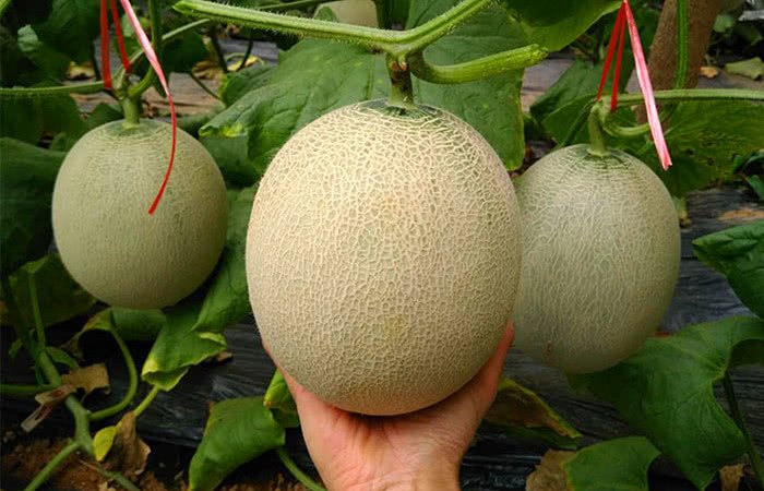 Chọn dưa lưới, nhìn vào vỏ thấy điều này rõ ràng là quả già ngon đừng bỏ qua-2