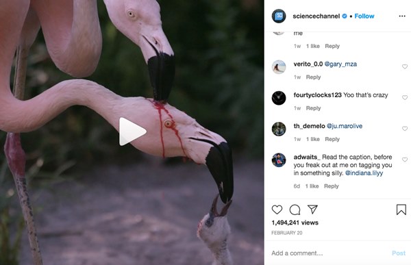 Đoạn clip hồng hạc đực mổ đầu con cái để lấy máu cho chim non uống gây sốt MXH nhưng sự thật hoàn toàn ngược lại-1