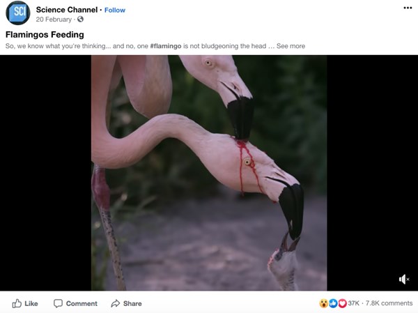 Đoạn clip hồng hạc đực mổ đầu con cái để lấy máu cho chim non uống gây sốt MXH nhưng sự thật hoàn toàn ngược lại-2