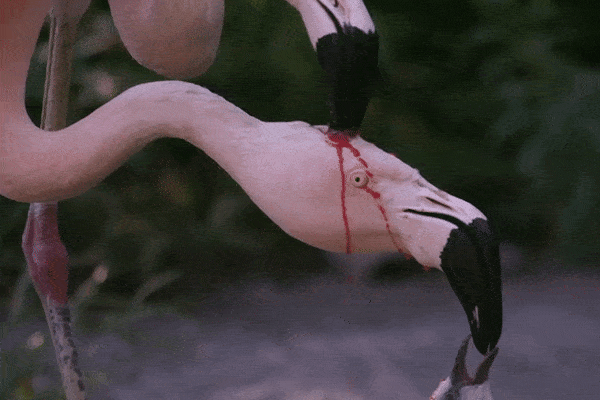 Đoạn clip hồng hạc đực mổ đầu con cái để lấy máu cho chim non uống gây sốt MXH nhưng sự thật hoàn toàn ngược lại-3