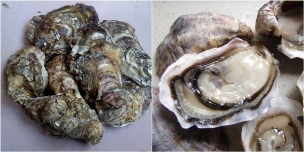 How to choose fresh and meaty oysters