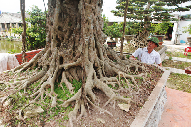 Đại gia nông thôn chi 10 tỷ mua 3 cây sanh khủng, xôn xao cả vùng quê-12