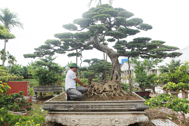 Đại gia nông thôn chi 10 tỷ mua 3 cây sanh khủng, xôn xao cả vùng quê-16