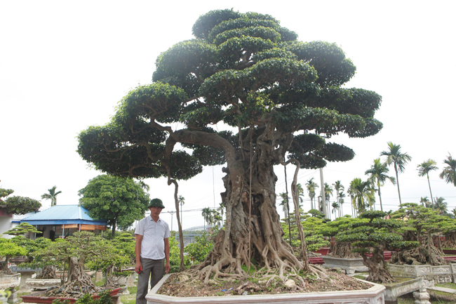 Đại gia nông thôn chi 10 tỷ mua 3 cây sanh khủng, xôn xao cả vùng quê-4