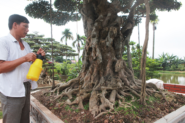Đại gia nông thôn chi 10 tỷ mua 3 cây sanh khủng, xôn xao cả vùng quê-7