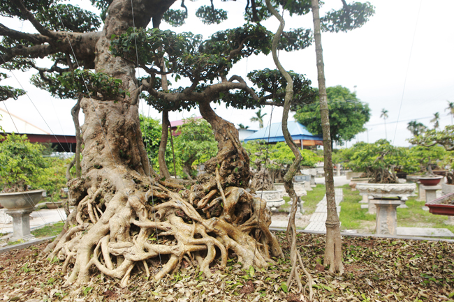 Đại gia nông thôn chi 10 tỷ mua 3 cây sanh khủng, xôn xao cả vùng quê-18