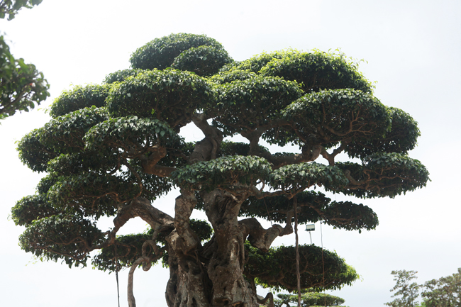 Đại gia nông thôn chi 10 tỷ mua 3 cây sanh khủng, xôn xao cả vùng quê-11